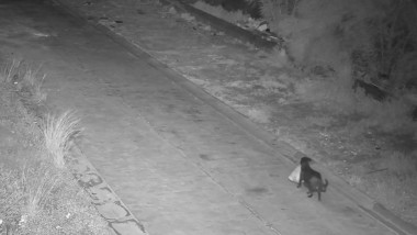 Italian și-a dresat câinele să arunce gunoiul ilegal ca să evite amenzi