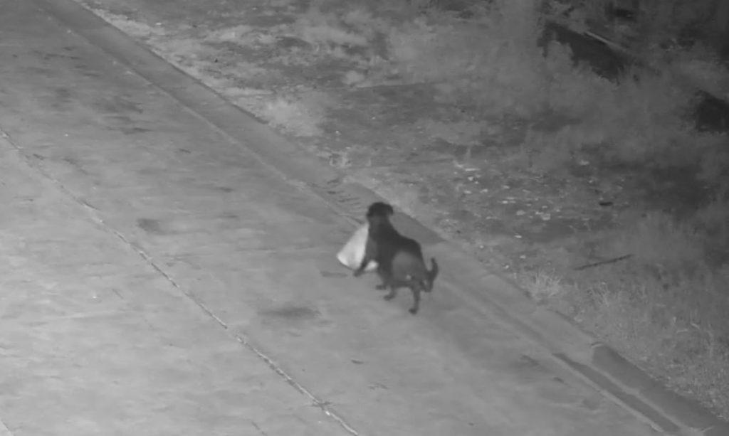 Câine antrenat să arunce gunoi într-o groapă ilegală în Catania