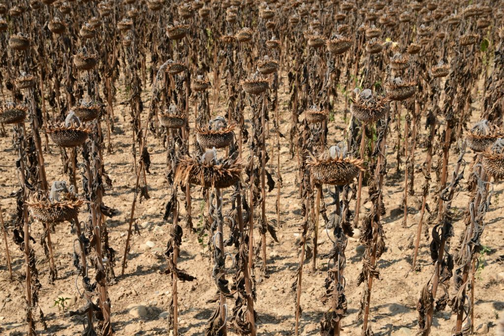 Record de căldură: 11 ani mai calzi decât oricând, confirmă experții