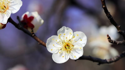 Aprilie începe fără surprize meteo majore. Prognoza pentru următoarele 4 săptămâni
