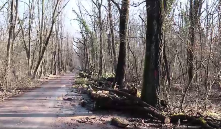 Păduri urbane în pericol: statul, acuzat că nu aplică legea de protecție