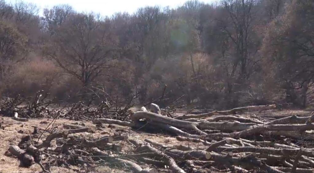 Pădurea Hoia-Baciu, devastată lângă Cluj: hectare tăiate „la ras”