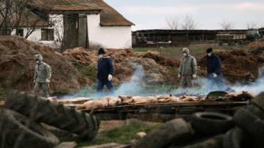 Rusia: Statul ucide animalele fermierilor din cauza unei boli misterioase