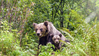 Vânătoarea de urși se extinde: aproape 900 împușcați într-un an