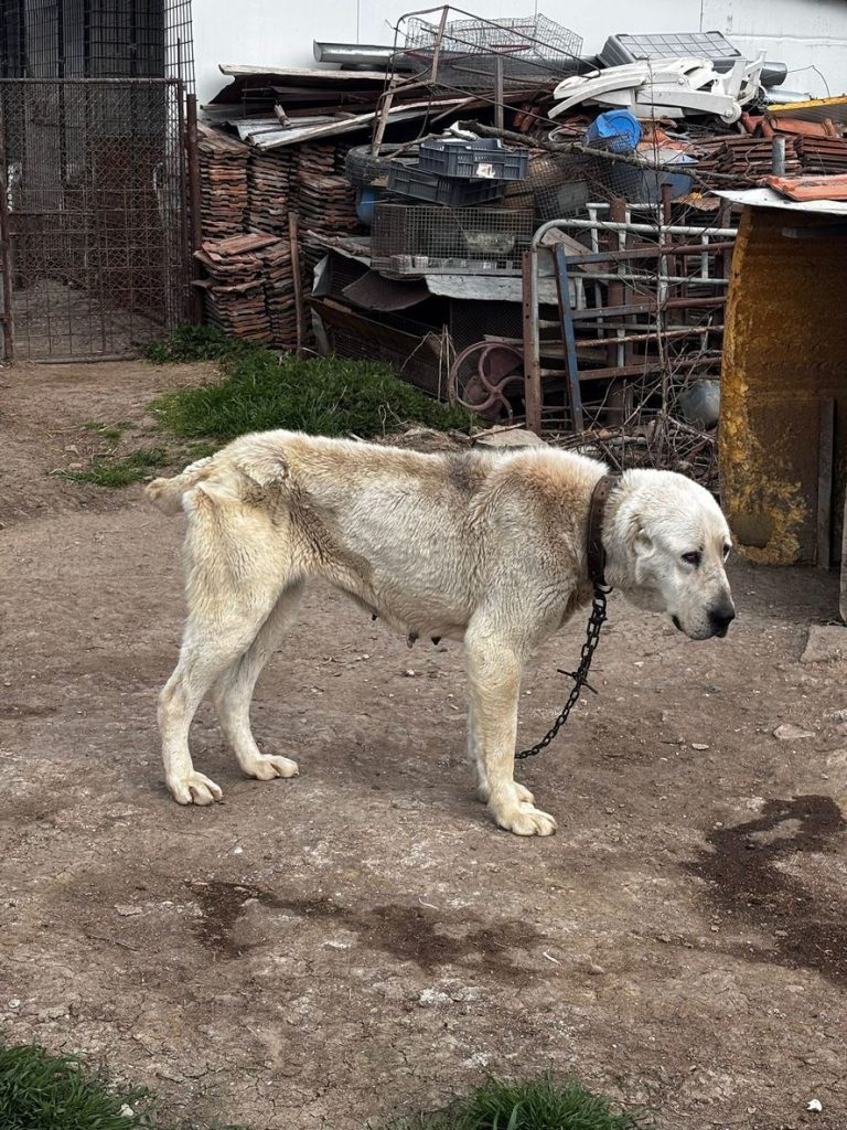 Câini chinuiți în Timiș: 43 de animale găsite în condiții groaznice