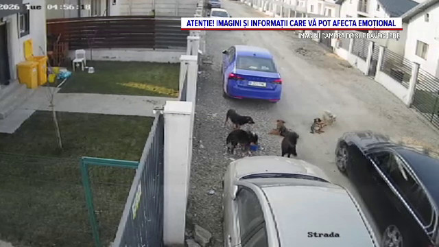 Militar reținut pentru uciderea unui câine pe stradă, apoi arestat la domiciliu