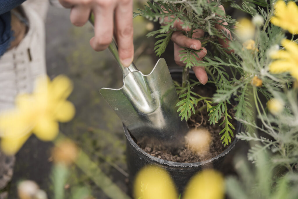 Plantele tale suferă primăvara? Expertul dezvăluie ce nutrienți esențiali lipsesc