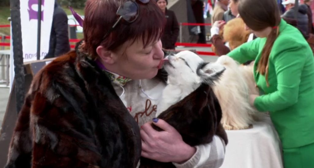 Bistrița, gazda celor 1.200 de căței la concursul canin de weekend