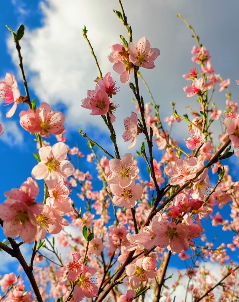 Grecia, noul paradis al florilor: ce atrage milioane de turiști în primăvară?