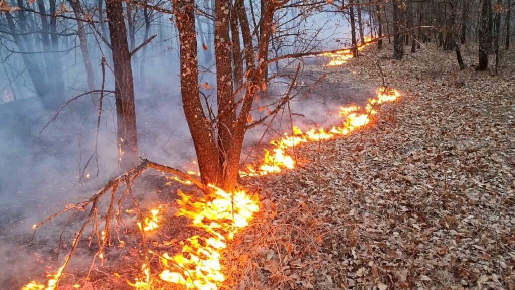 Incendii devastatoare în Timiș: 7 terenuri agricole și 6 locuințe distruse