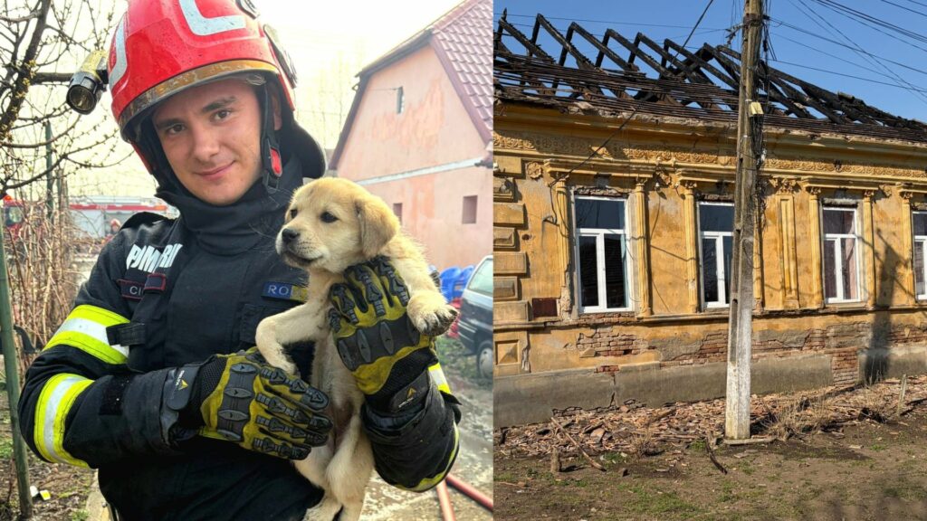 Incendiu în Timiș: pompieri salvează un cățel dintr-o casă în flăcări