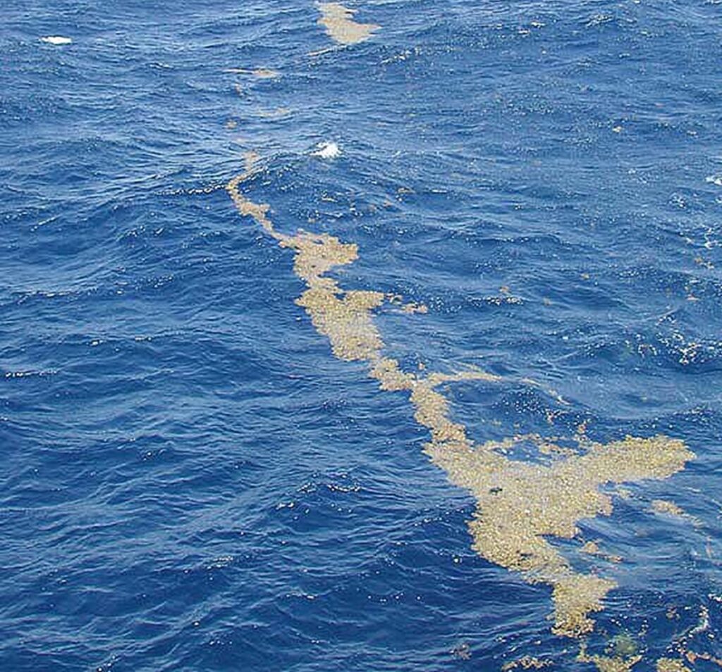Marea Sargasilor, un ocean fără țărmuri, surprinde oamenii de știință
