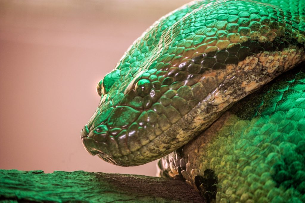 Italia, blocul cu reptile: 5 metri anaconde și un caiman, ascunse