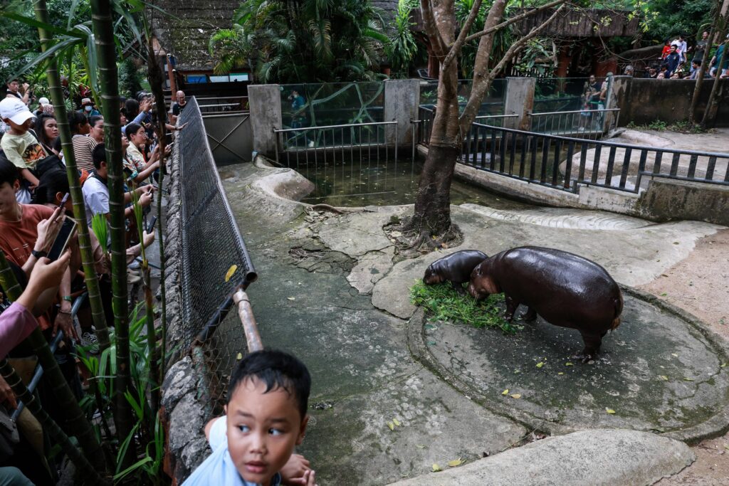 Bărbat intrat în țarcul hipopotamului pigmeu Moo Deng la grădina zoologică din Thailanda a fost arestat