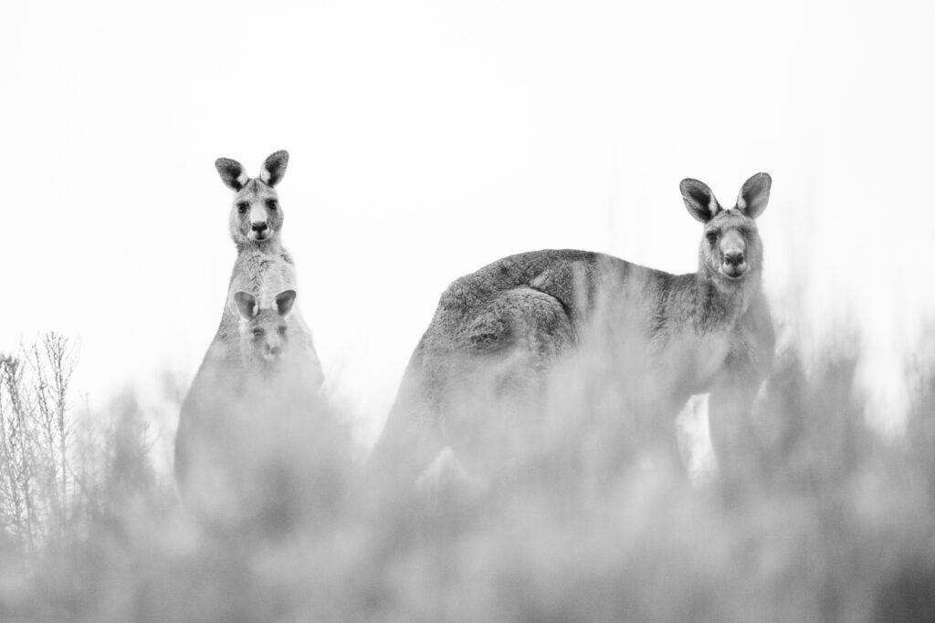 Pod pentru animale sălbatice, record mondial, deschis lângă o autostradă foarte circulată