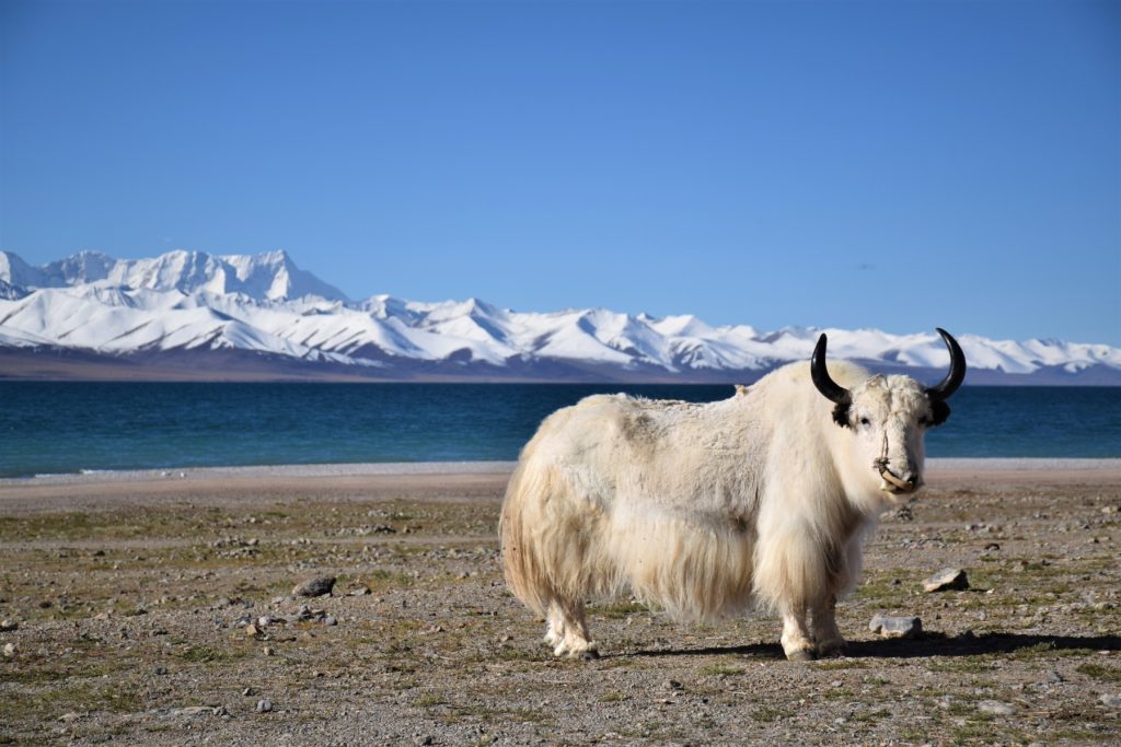 Tibet: studiu dezvăluie secretele ridicării Podişului Tibetan