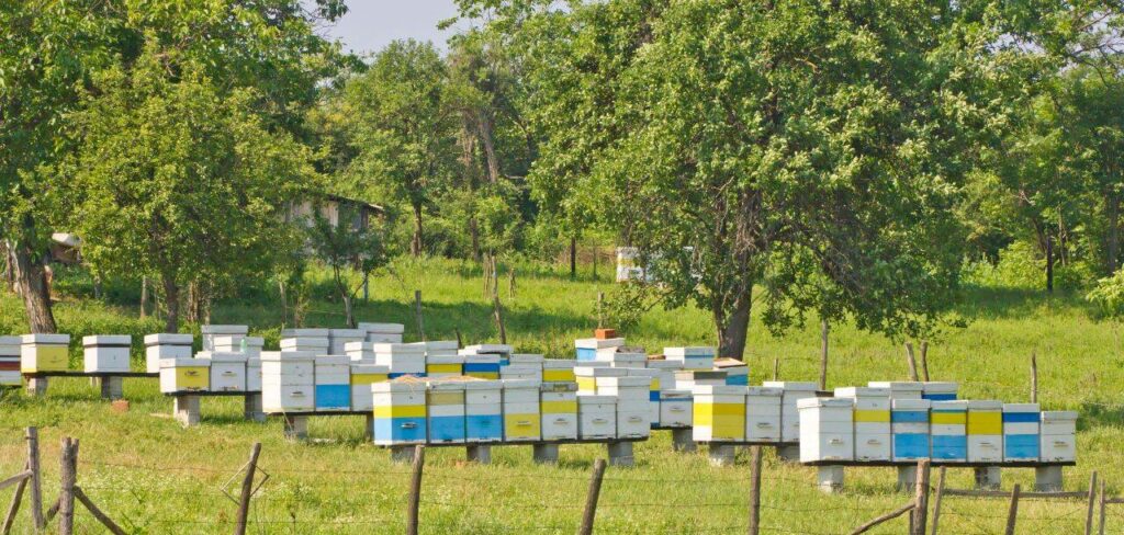 Apicultorii primesc 12 euro ajutor de stat pentru fiecare familie de albine