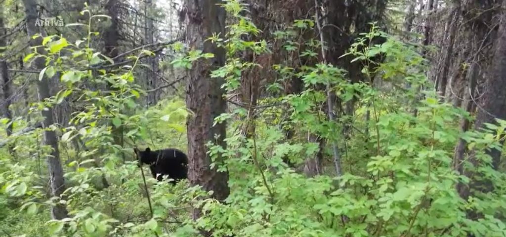 Atac urs în pădurea din Mureș: turist salvat de elicopter SMURD