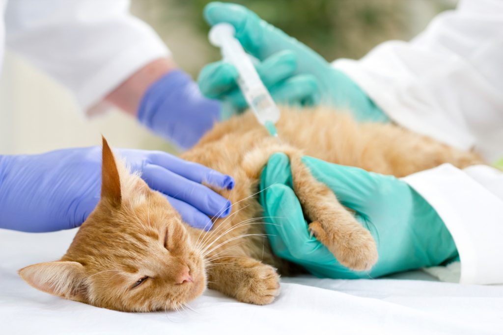 Vaccinarea animalelor de companie: Veterinarii oferă sfaturi pentru proprietarii reticenți