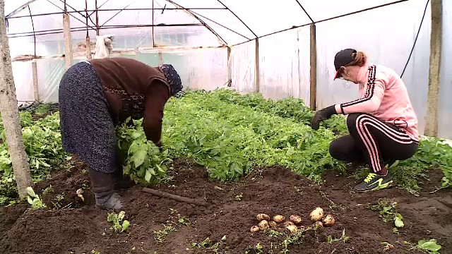 Leguma delicioasă cucerește piețele: bucătarii se luptă pentru ea la 25 lei/kg