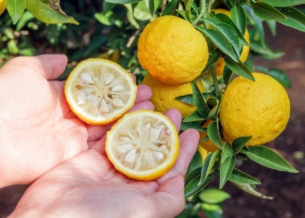 Descoperă Yuzu: gustul și secretele fructului exotic japonez