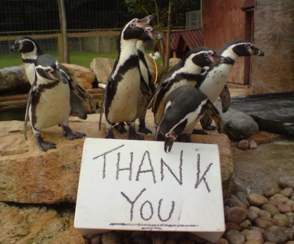 Grădina zoologică se închide: soarta animalelor, incertă