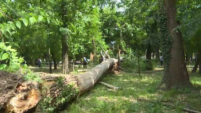 Tăierea copacilor pe peste un hectar, inclusiv terenuri private, devine infracțiune