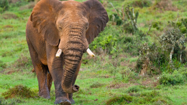 Milionar american ucis de elefanți în Africa Centrală în timpul vânătorii de antilope
