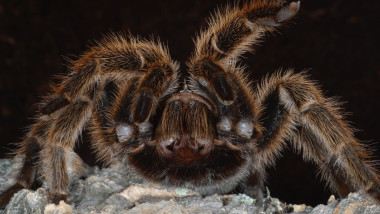 Zeci de tarantule într-un tren german: Descoperire șocantă pentru un mecanic