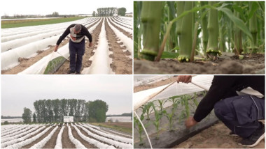 Schimbări în agricultura Olteniei: fermierii înlocuiesc roșiile și pepenii