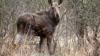 Elanul se întoarce în România după 200 de ani: 4 exemplare eliberate în Parcul Vânători Neamț