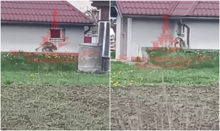 Creatură misterioasă filmată în Ucraina: este oare „chupacabra”?