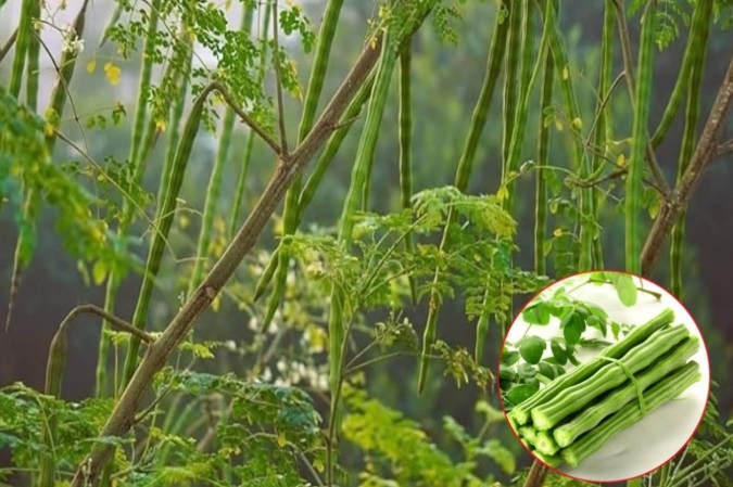 Arbore-minune: 98% din microplastice eliminate din apă natural