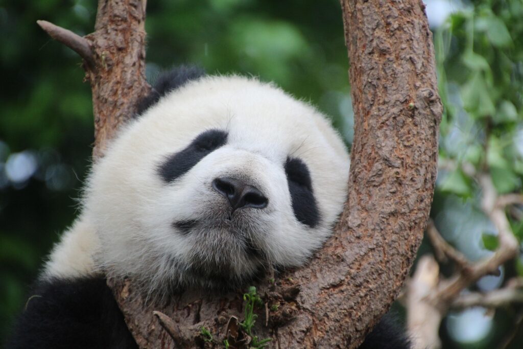 Panda uriași revin în Atlanta, China trimite noi daruri
