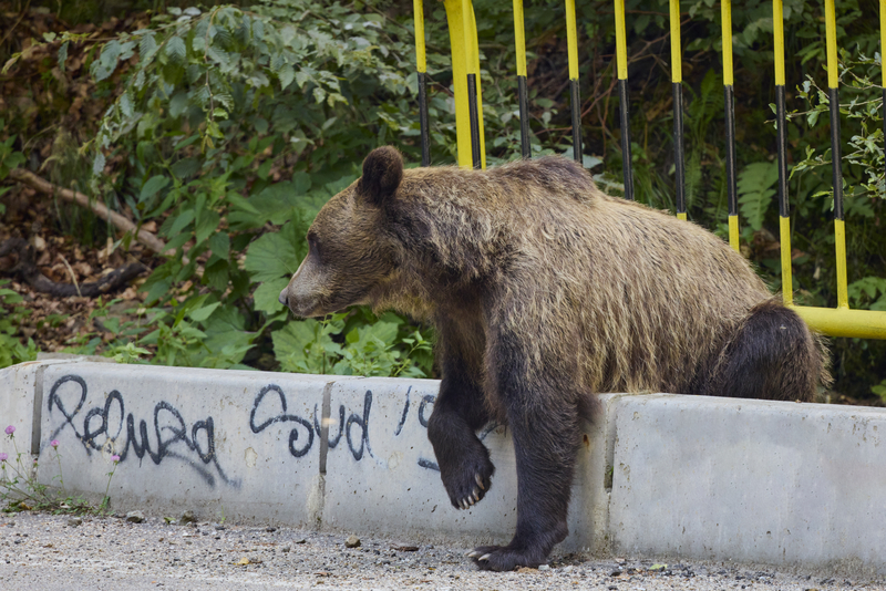 Parlamentul dublează numărul de urși de împușcat anul acesta