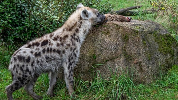 Copac căzut peste un copil de 6 ani la Zoo Chișinău, în Republica Moldova