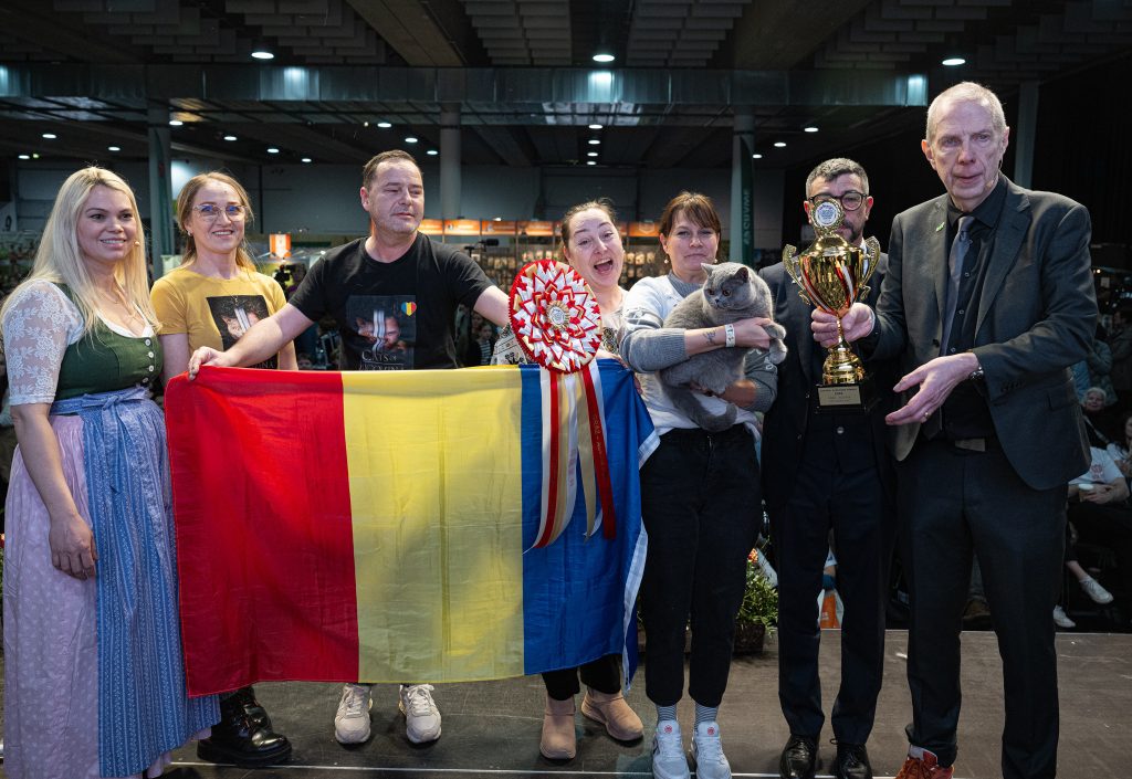 Pisica „Ursa din Bucovina” din România, cea mai frumoasă din Europa