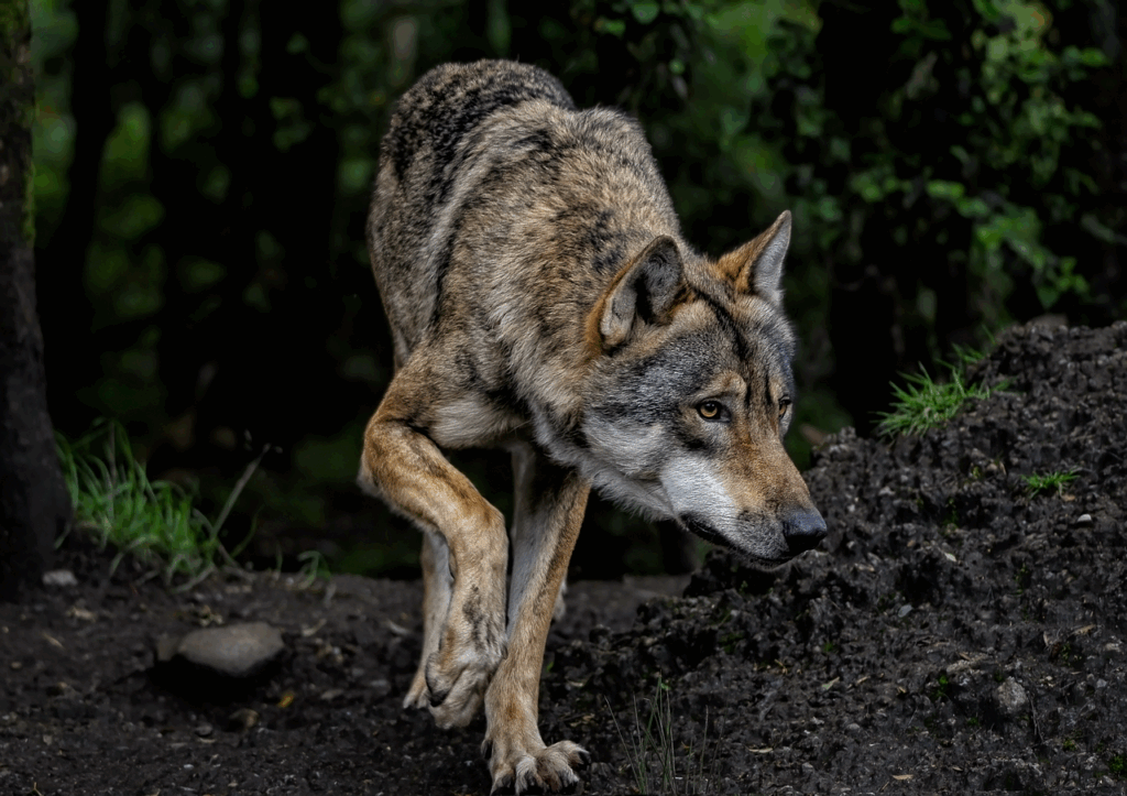 Lupi otrăviți în Italia: 18 morți într-un parc național