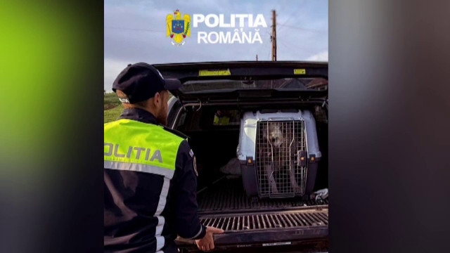 Descinderi în Mureș: Polițiștii demască rețeaua de lupte ilegale cu câini