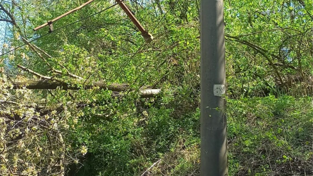 Circulația trenurilor blocată temporar pe două rute din țară din cauza copacilor căzuți