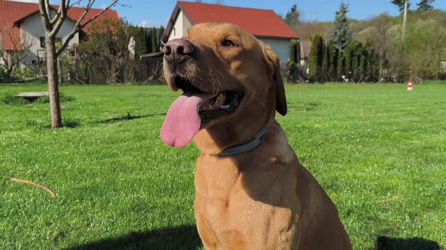 Tobi, primul câine românesc certificat pentru misiuni internaționale de salvare