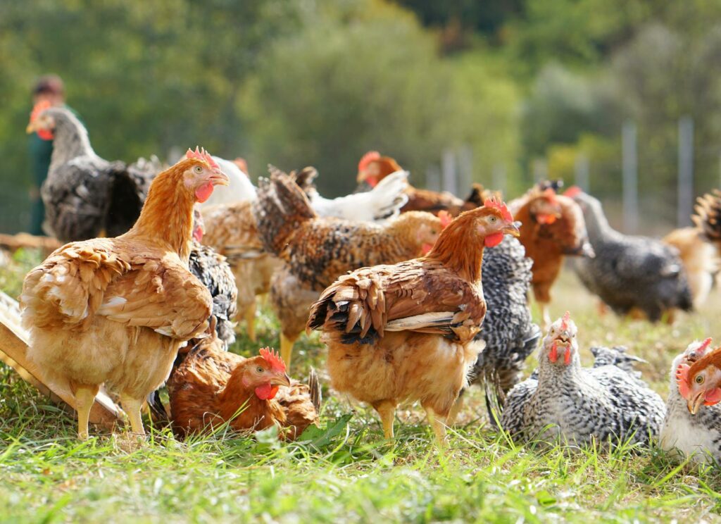Carmistin The Food Company: Producția de carne de pasăre, dublată în doi ani