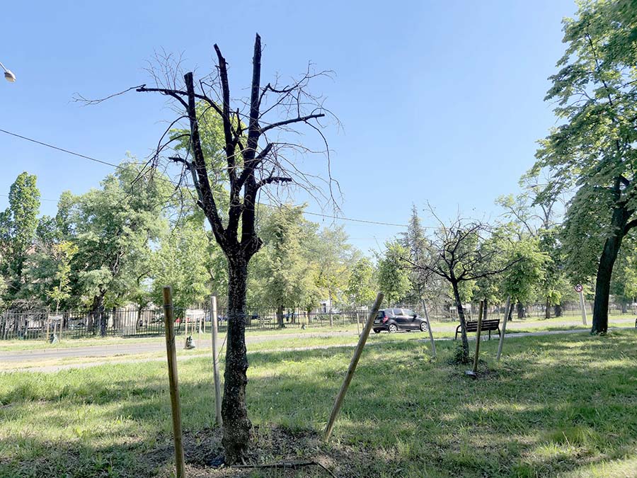 Doar un arbore a supraviețuit transplantului la Oradea: 14 din 15 copaci au murit