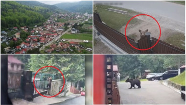 Urșii invadează orașe: frică și măsuri de protecție