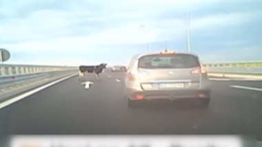 Patru vaci pe A7: Mașină în mișcare, pericol de accident