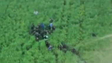 Imagini șocante: suspectul din crima din Bihor, prins într-un lan de rapiță