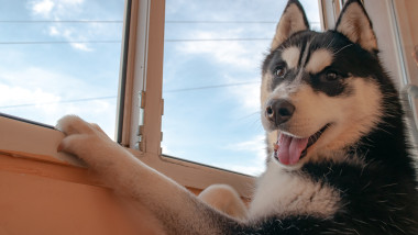 Bărbat din Suceava, condamnat pentru uciderea unui câine Husky