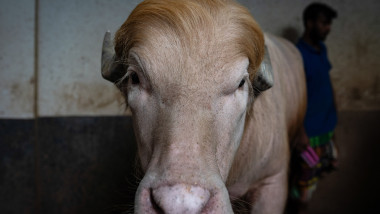 Bivolul albinos „Donald Trump” scapă de sacrificiu și ajunge la grădina zoologică
