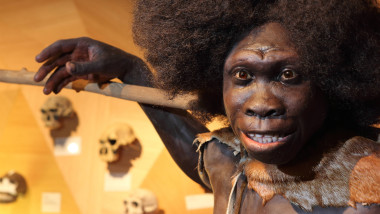 Diferențele dintre creierul neanderthalienilor și Homo sapiens, mai mici decât se credea