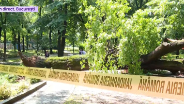 Copac uriaș cade într-un parc din București, sute de oameni în pericol